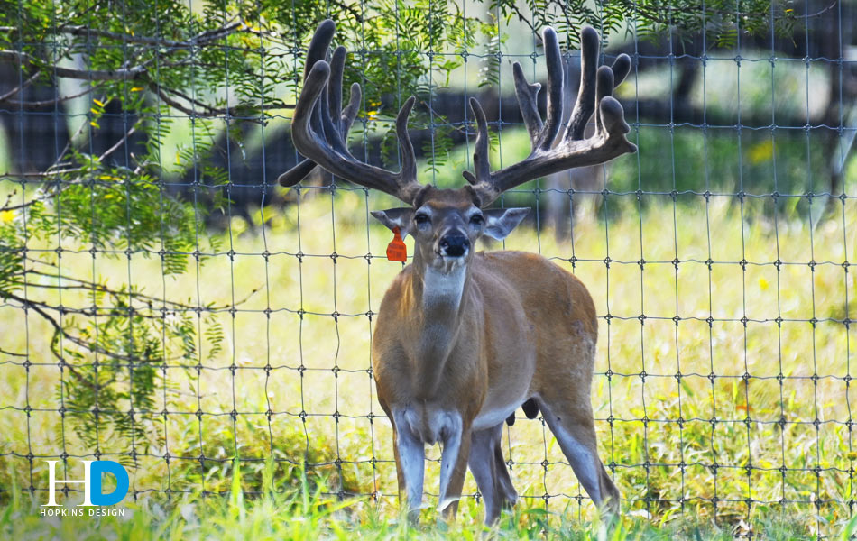 Breeder buck (J5 Ranch)